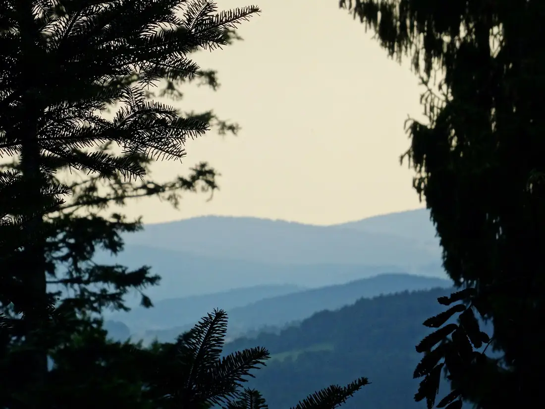 Beispielbild: gestaffelte Hügel zwischen Tannen im Abendlicht