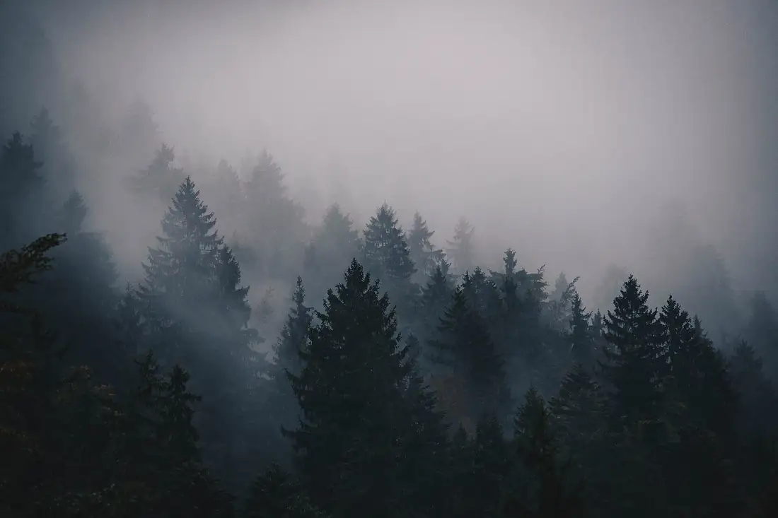 Beispielbild: Tannenwald im Morgennebel